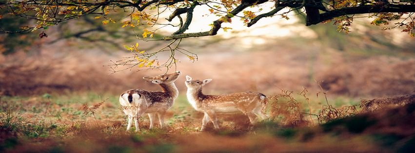  - Andrew evans animal animals bambi cute  facebook covers